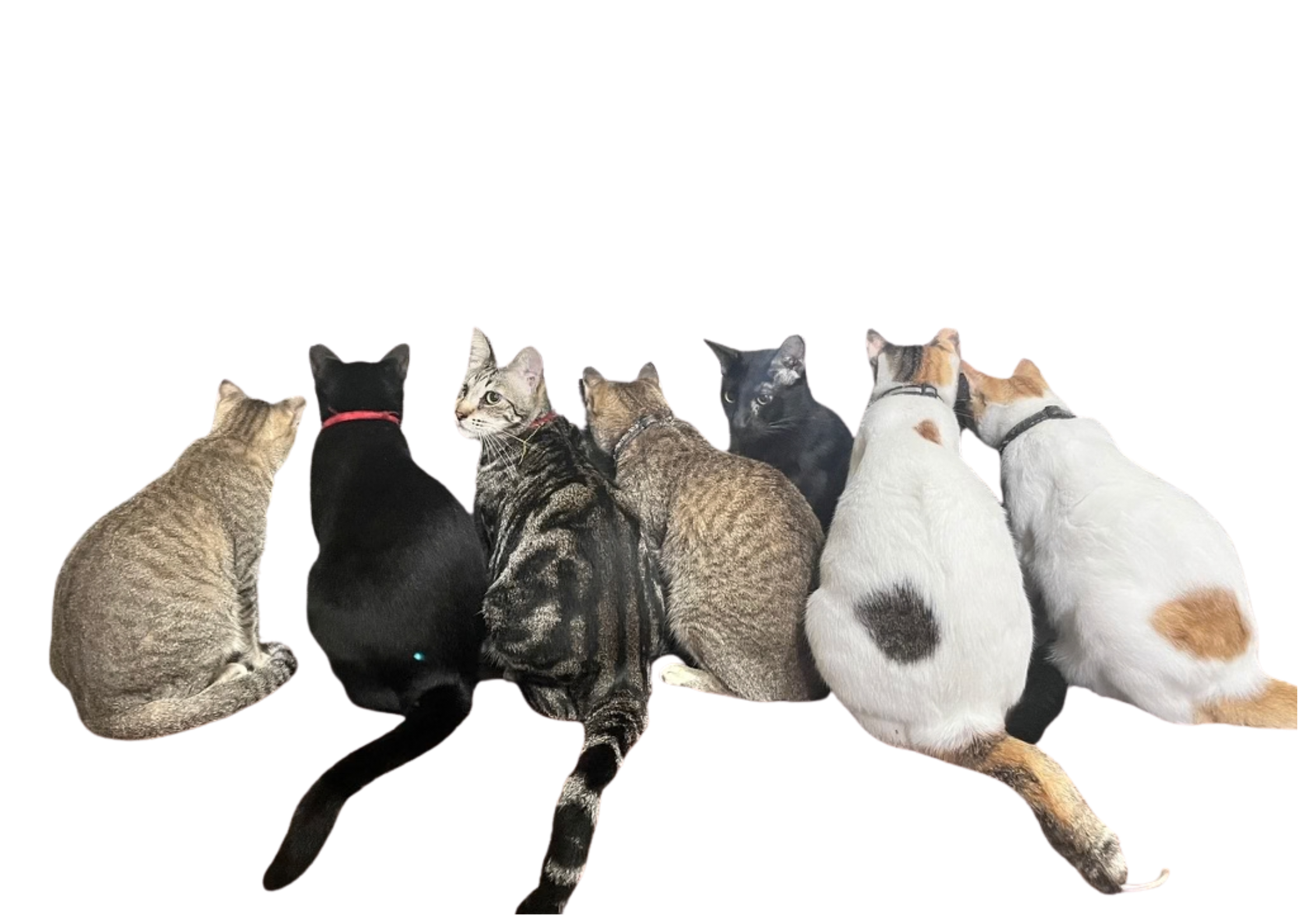 Group photo of my cats